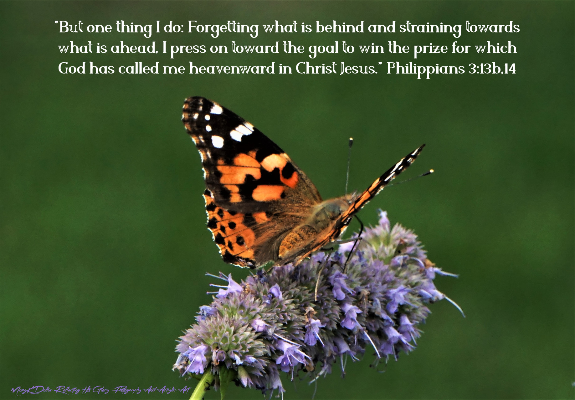 Painted Lady Butterfly on Lavender Flowering Branch Ready to Fly Forward - Philippians 3 13b.14 - Mary K Dalke Reflecting His Glory Photography And Acrylic Art DSC08695